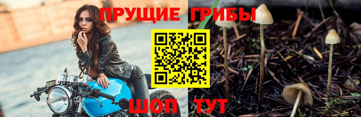 Галлюциногенные грибы MAGIC MUSHROOMS  Вход с VPN  Дубна 